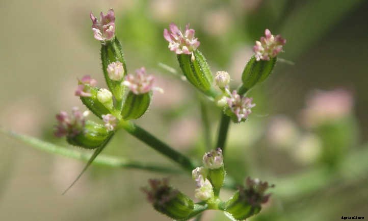 Growing Cumin To Spice Up The Garden