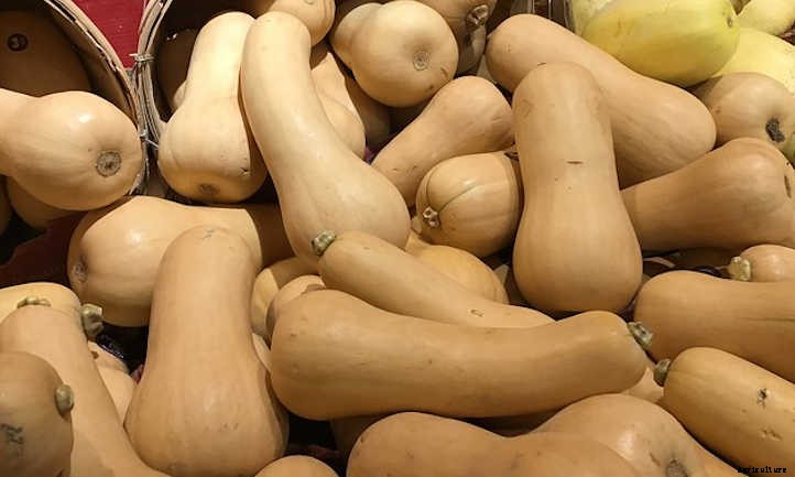 Growing Butternut Squash For Fall Flavor