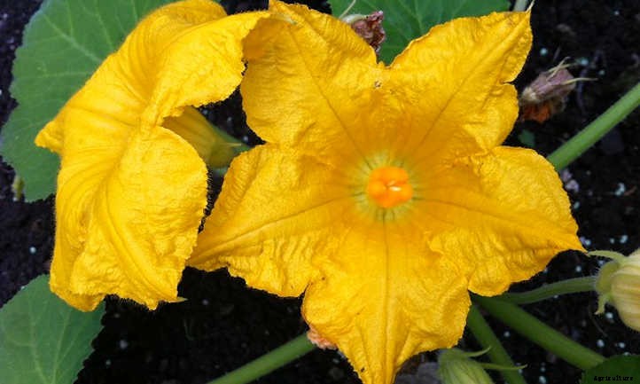 Growing Butternut Squash For Fall Flavor