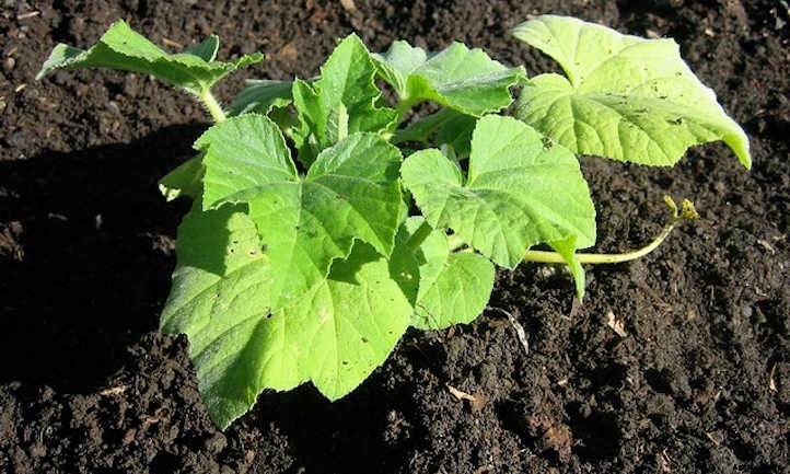 Growing Butternut Squash For Fall Flavor