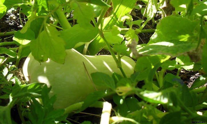 Growing Butternut Squash For Fall Flavor