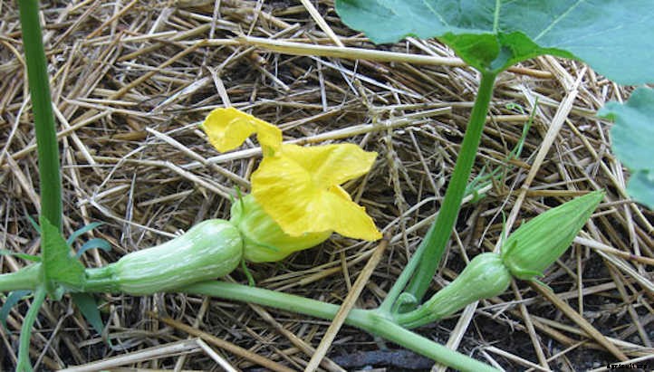 Growing Butternut Squash For Fall Flavor