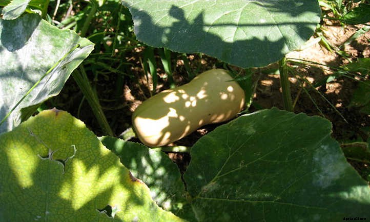 Growing Butternut Squash For Fall Flavor