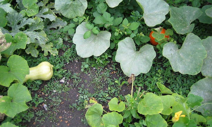 Growing Butternut Squash For Fall Flavor