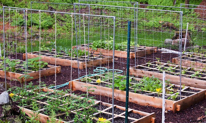 How To Space Vegetables In A Raised Bed