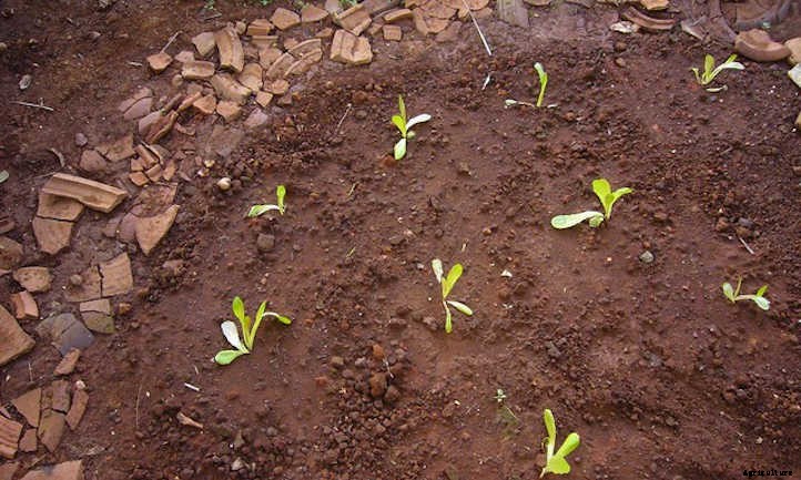 How To Space Vegetables In A Raised Bed
