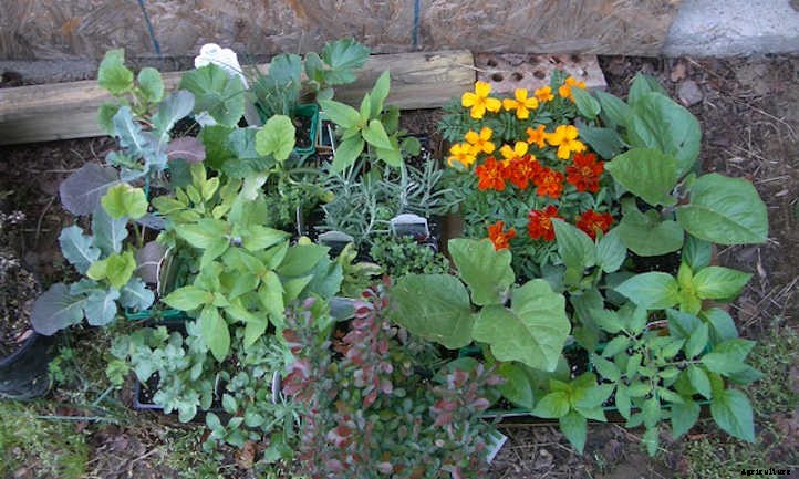 How To Space Vegetables In A Raised Bed
