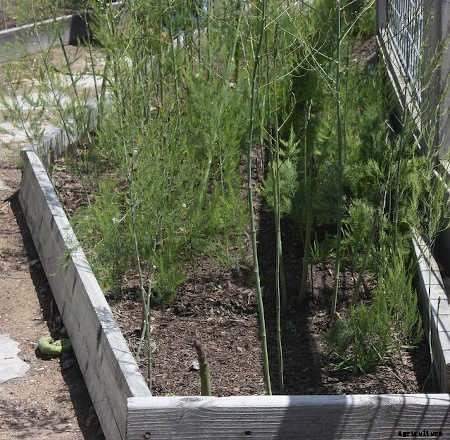 Asparagus Raised Bed: Dedicate A Permanent Plot