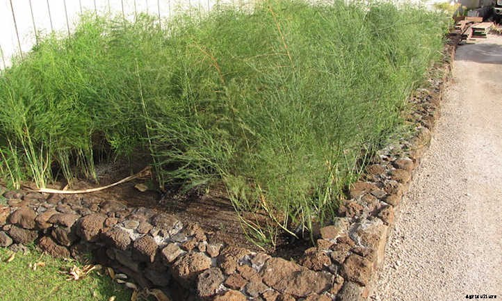 Asparagus Raised Bed: Dedicate A Permanent Plot