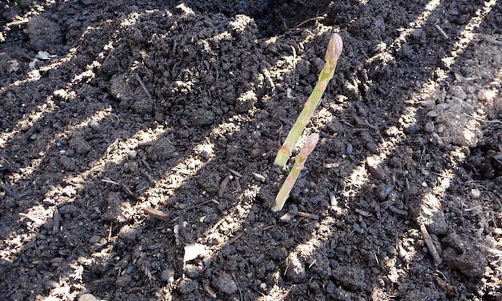 Asparagus Raised Bed: Dedicate A Permanent Plot
