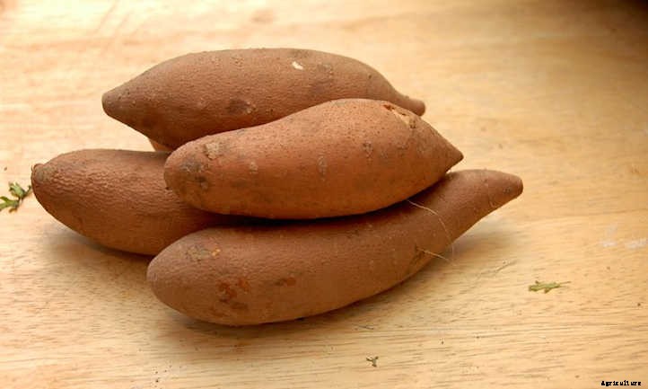 20 Sweet Potato Varieties You’ll Love To Grow