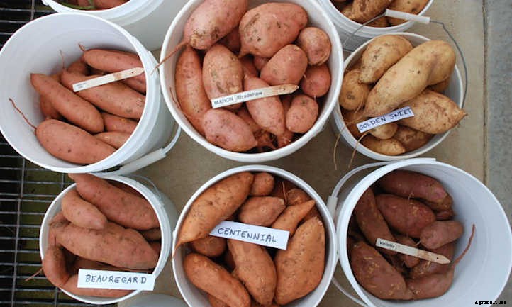 20 Sweet Potato Varieties You’ll Love To Grow