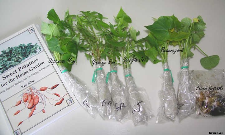 20 Sweet Potato Varieties You’ll Love To Grow