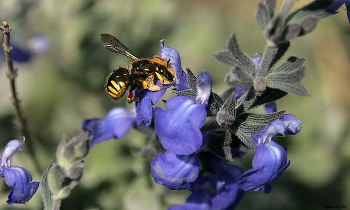 Salvia Chamaedryoides: How To Grow Germander Sage
