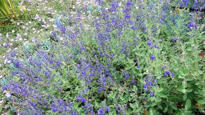 Salvia Chamaedryoides: How To Grow Germander Sage