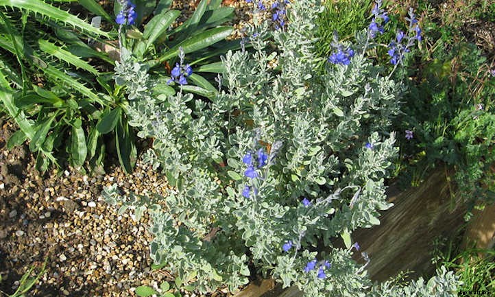 Salvia Chamaedryoides: How To Grow Germander Sage