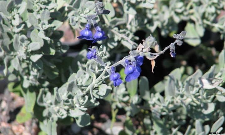 Salvia Chamaedryoides: How To Grow Germander Sage