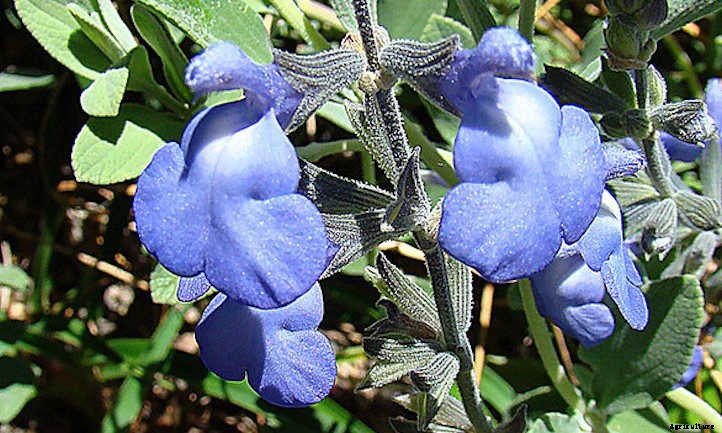 Salvia Chamaedryoides: How To Grow Germander Sage