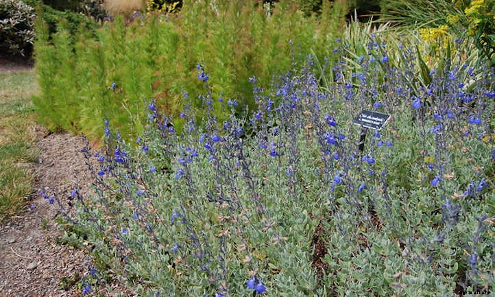 Salvia Chamaedryoides: How To Grow Germander Sage