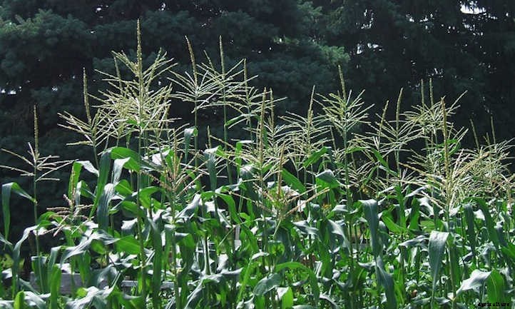 Types Of Corn And Why We Love Them All