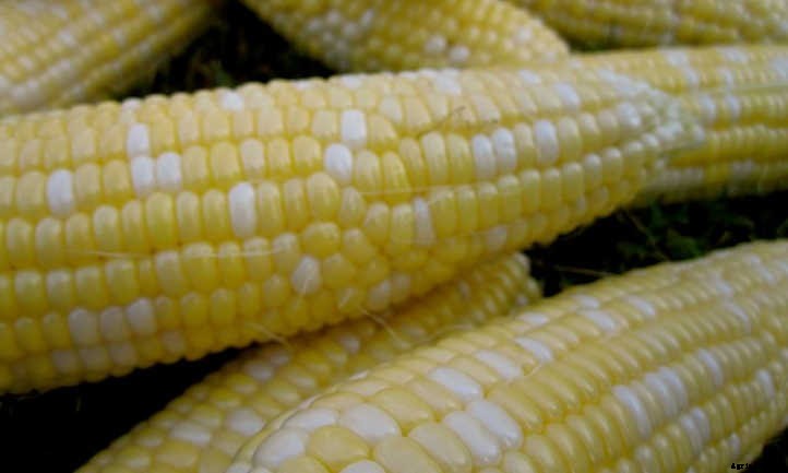 Types Of Corn And Why We Love Them All
