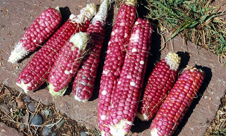Types Of Corn And Why We Love Them All