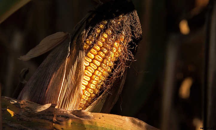 Types Of Corn And Why We Love Them All