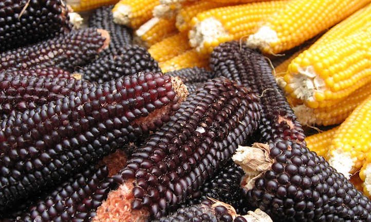 Types Of Corn And Why We Love Them All