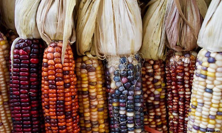 Types Of Corn And Why We Love Them All