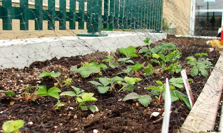 Raised Bed Covers: Ultimate Plant Protection