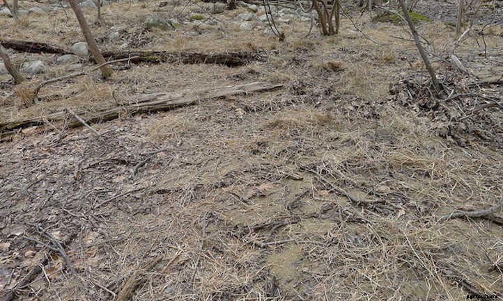 Silty Soil Suggestions: Amending & Improving Silt