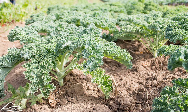 9 Kale Varieties You’ll Want To Grow