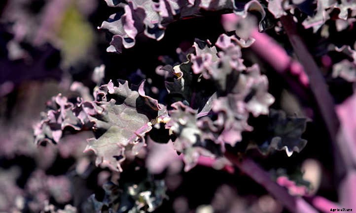 9 Kale Varieties You’ll Want To Grow