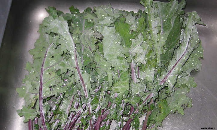 9 Kale Varieties You’ll Want To Grow