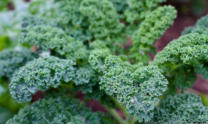 9 Kale Varieties You’ll Want To Grow