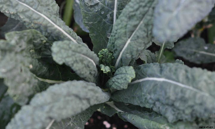 9 Kale Varieties You’ll Want To Grow