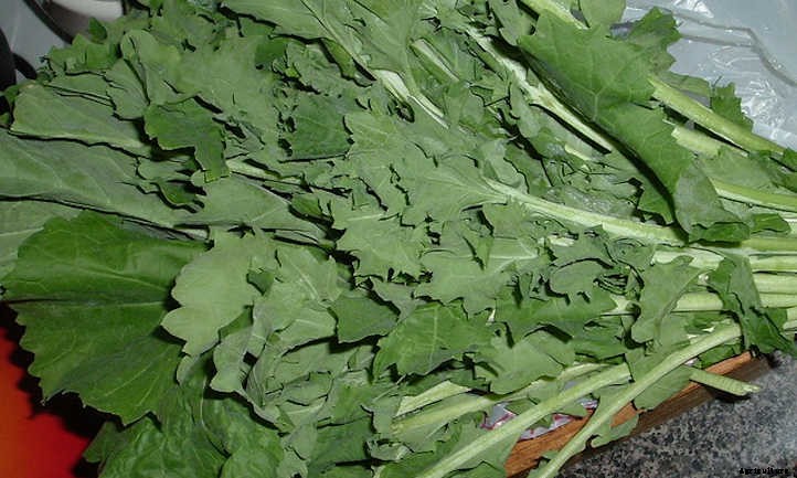 9 Kale Varieties You’ll Want To Grow
