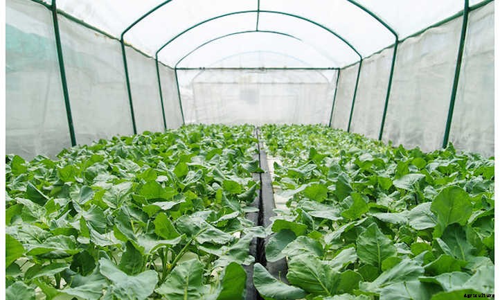 9 Kale Varieties You’ll Want To Grow