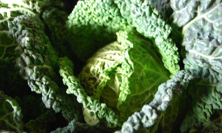 9 Kale Varieties You’ll Want To Grow