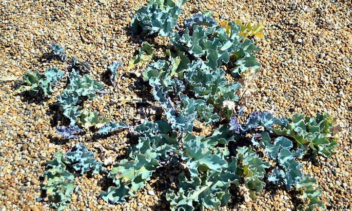 9 Kale Varieties You’ll Want To Grow