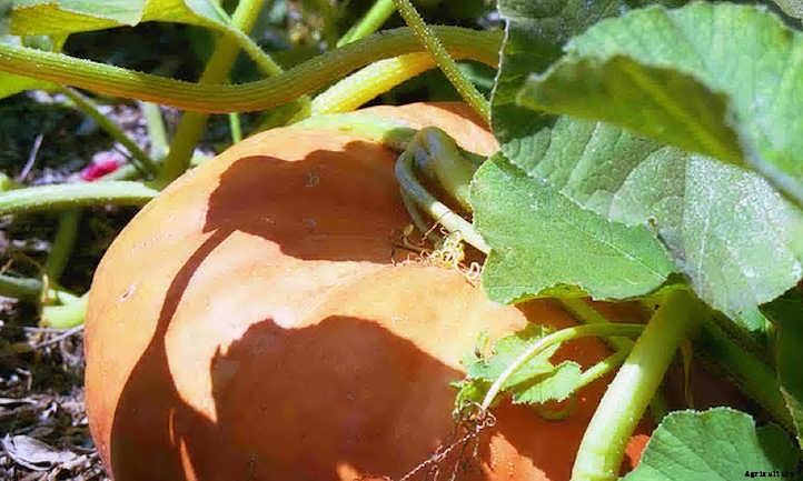 How To Grow Pumpkins For Perfect Pies