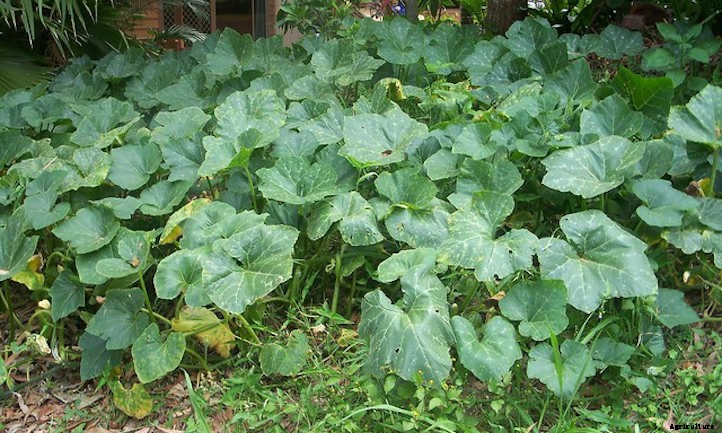 How To Grow Pumpkins For Perfect Pies