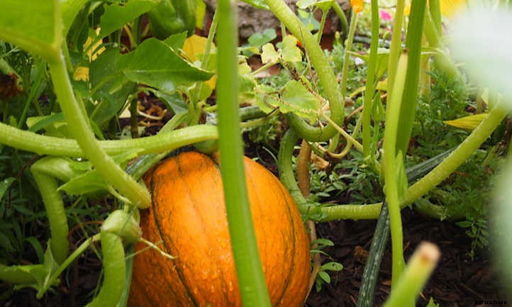 How To Grow Pumpkins For Perfect Pies