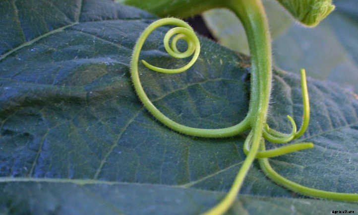 How To Grow Pumpkins For Perfect Pies