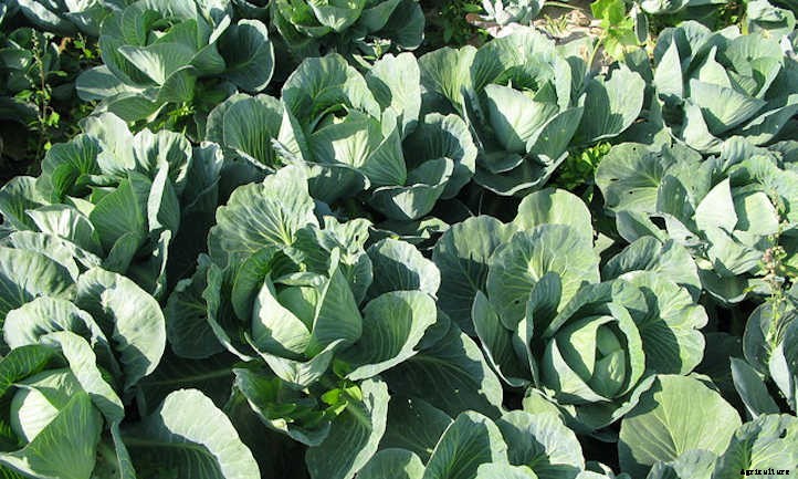 Growing Cabbage: A Guide For Great Heads