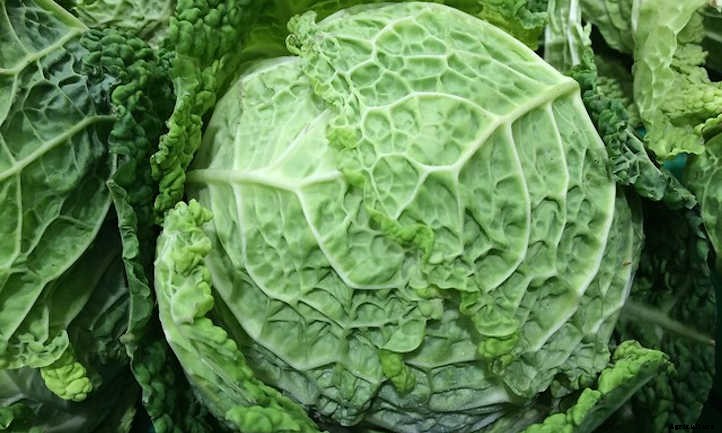 Growing Cabbage: A Guide For Great Heads
