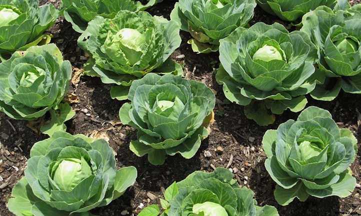 Growing Cabbage: A Guide For Great Heads