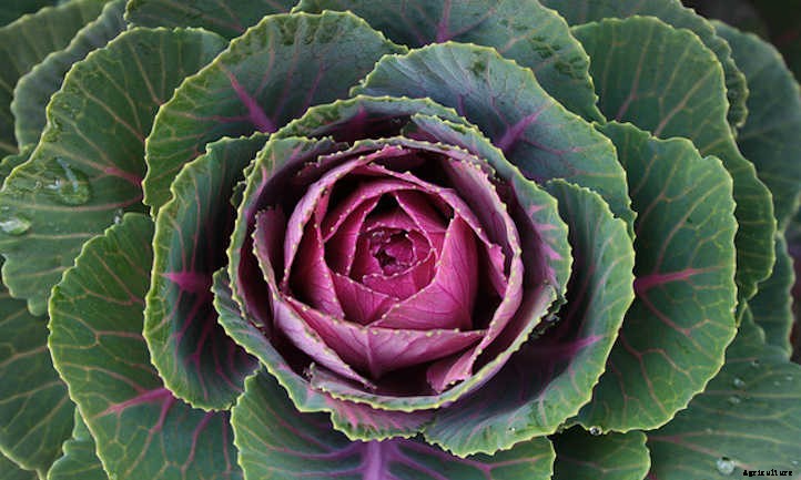 Growing Cabbage: A Guide For Great Heads