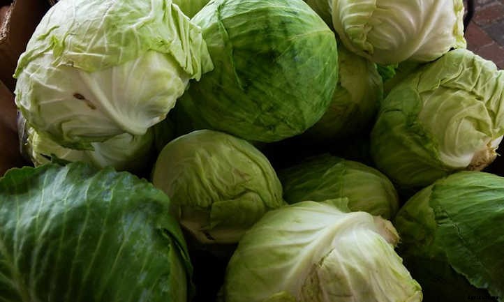 Growing Cabbage: A Guide For Great Heads