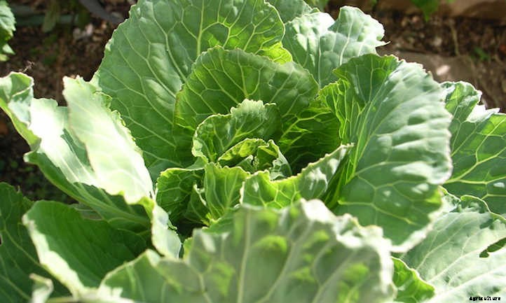 Growing Cabbage: A Guide For Great Heads